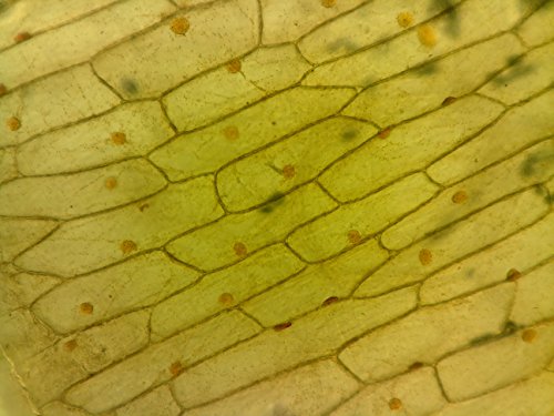 ioLight Microscopio de alta resolución de 0.039 in Product 1-1mm