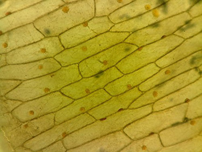 ioLight Microscopio de alta resolución de 0.039 in Product 1-1mm